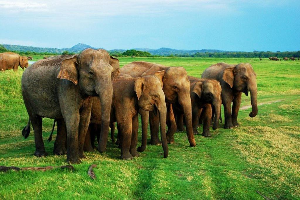 Elephant Paradise Safari Bungalow Udawalawe Exterior photo
